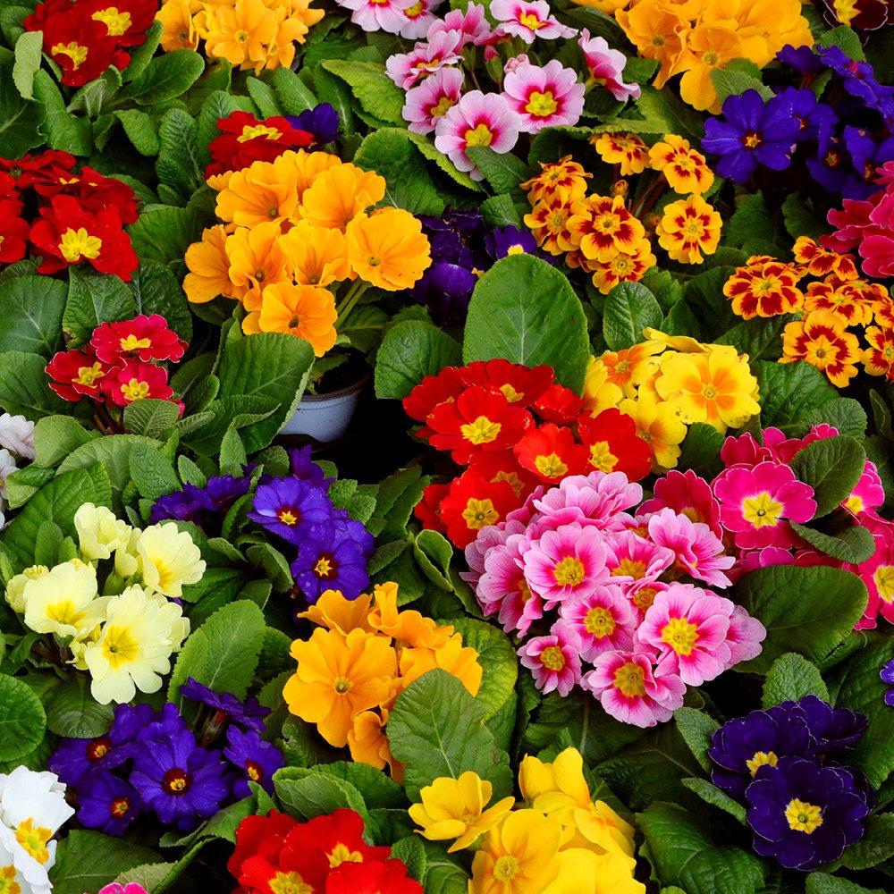 Multi - YouGarden - Primrose Bonelli Mixed - 20 Garden Ready Plants - 2