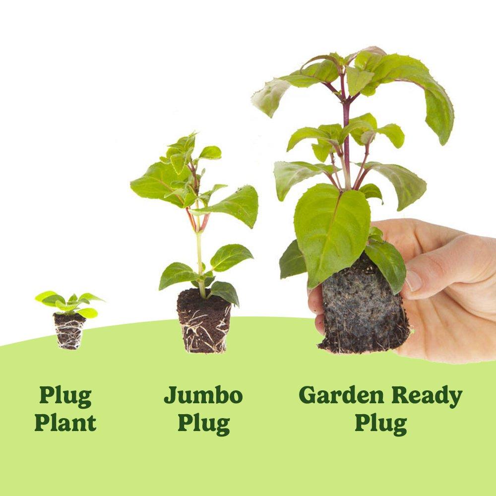 Multi - YouGarden - Primrose Bonelli Mixed - 20 Garden Ready Plants - 3