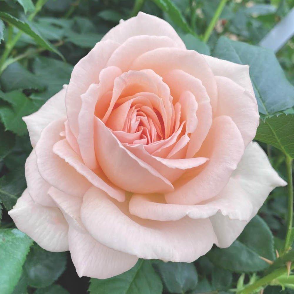 Yougarden  Rose Chandos Beauty (4L Pot) - Pink - 4L Pot