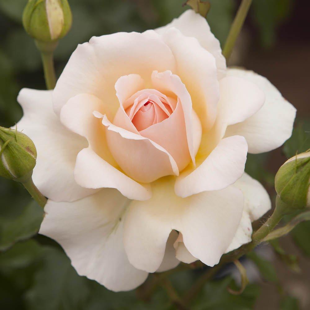 Pink - YouGarden - Rose Chandos Beauty (4L Pot) - 3