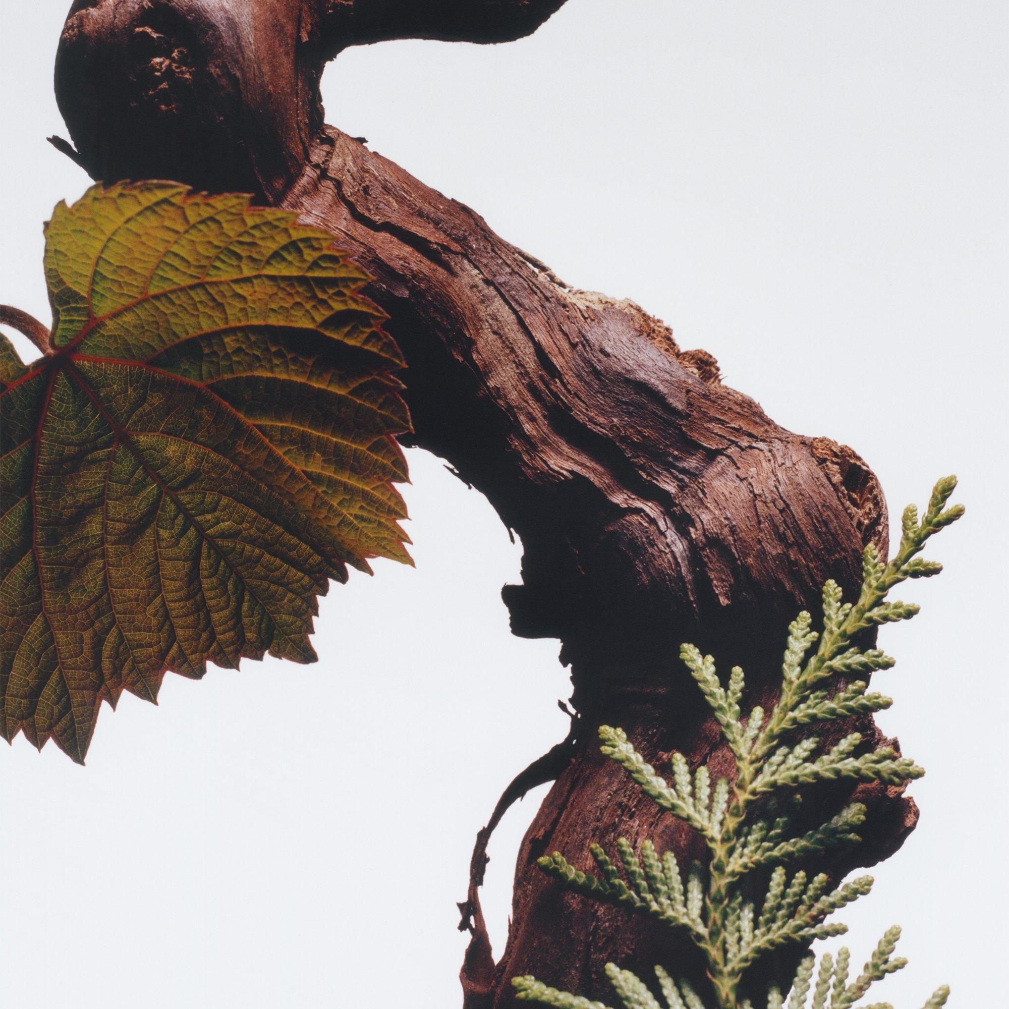 None - Jo Malone London - Cypress & Grapevine Car Diffuser Refill - 3