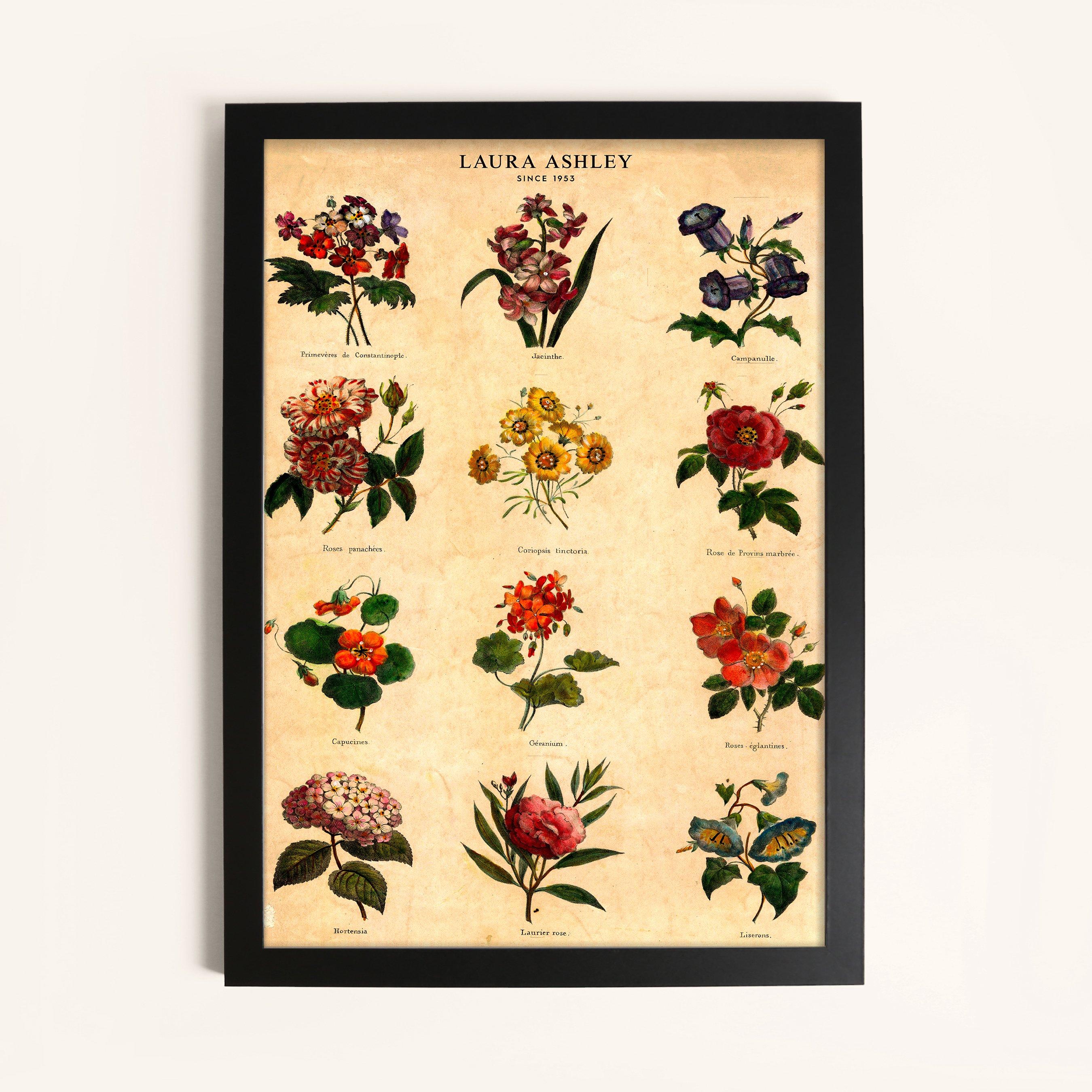 Laura Ashley Botanical Flowers Print in a Black Frame | FRASERS