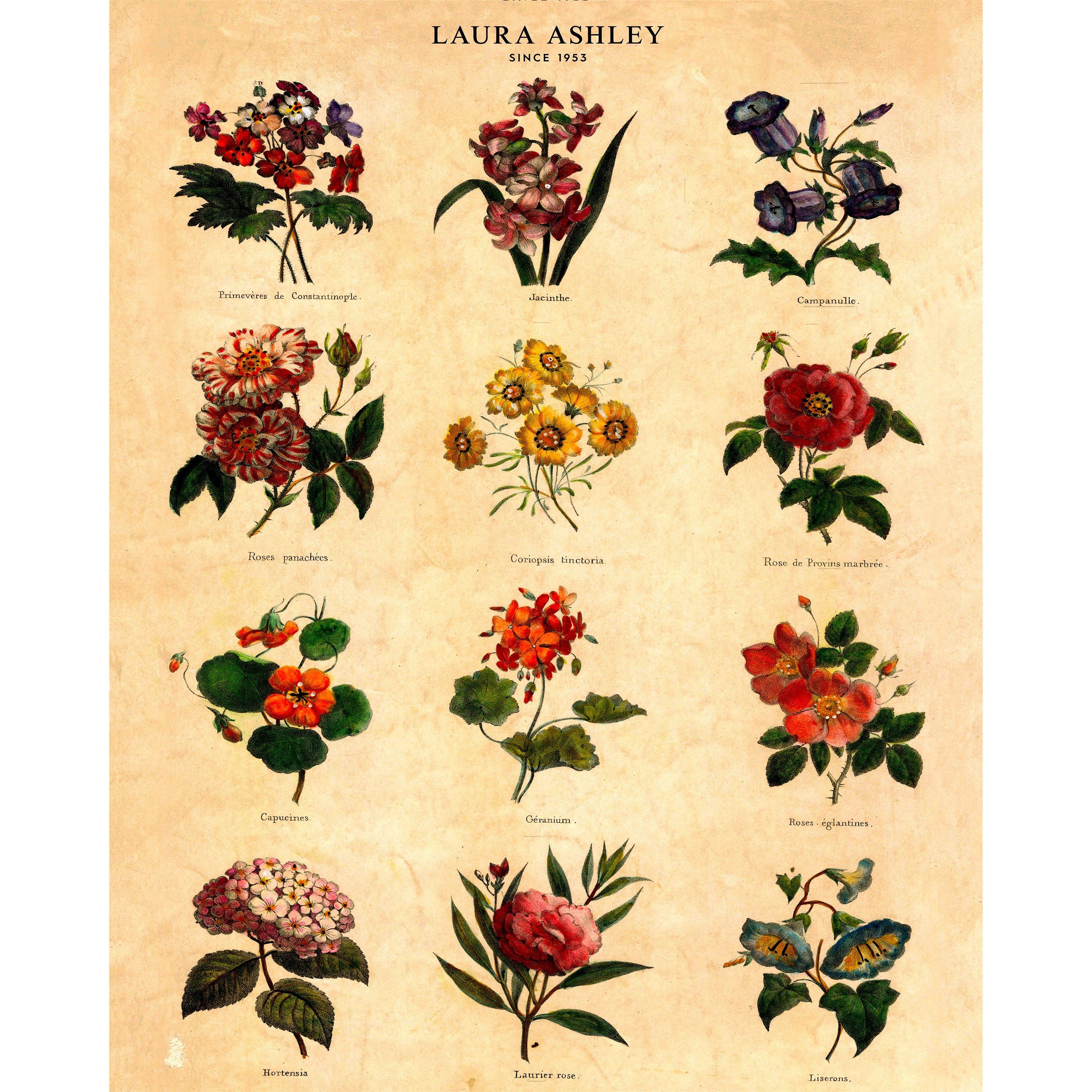 Yellow - Laura Ashley - Botanical Flowers Print in a Black Frame - 3