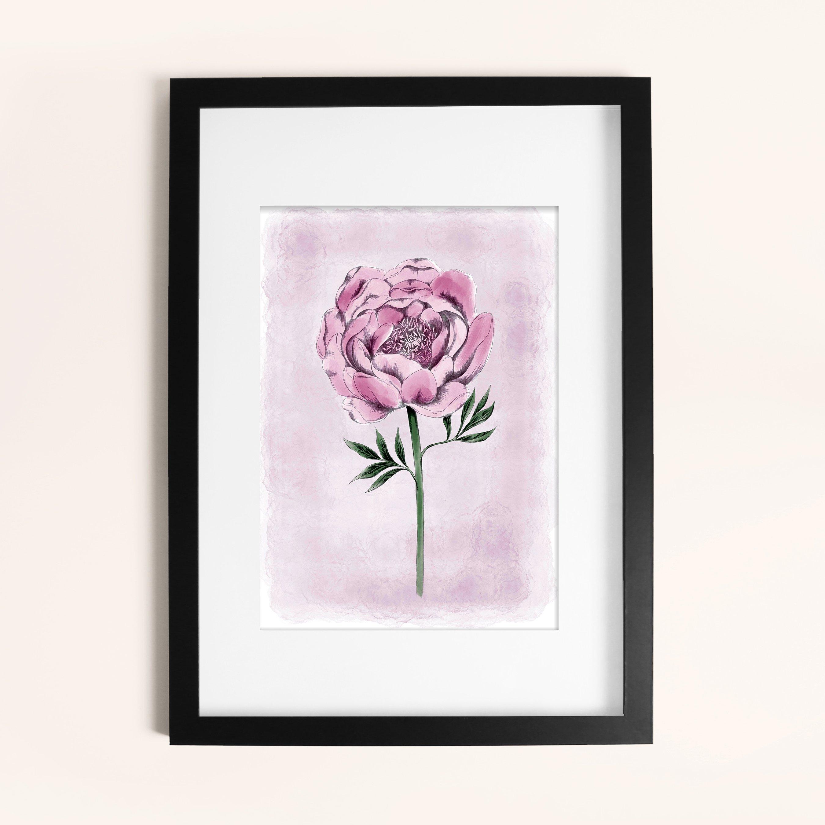 Pink - Laura Ashley - Peony Floral Print in a Black Frame - 1