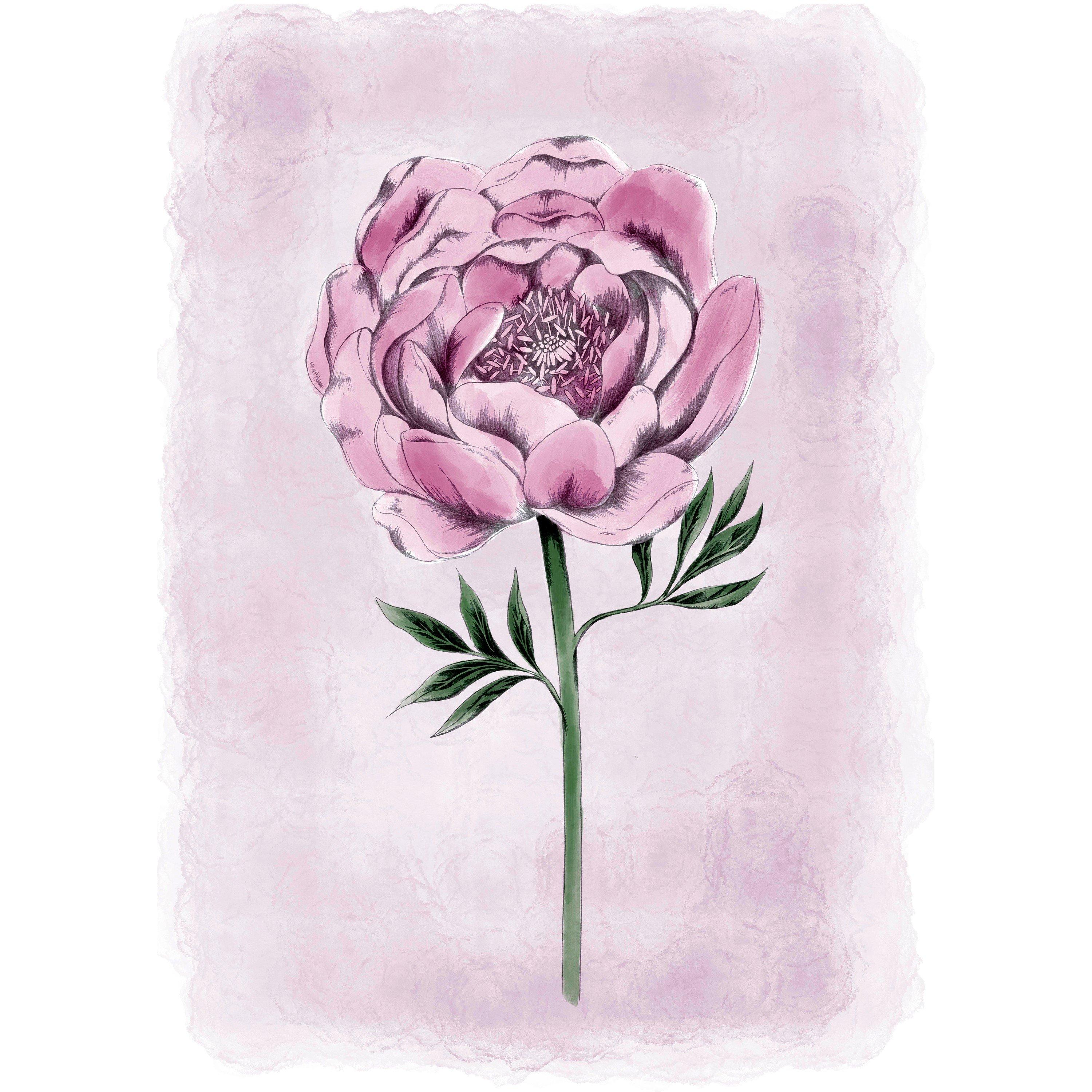 Pink - Laura Ashley - Peony Floral Print in a Black Frame - 3