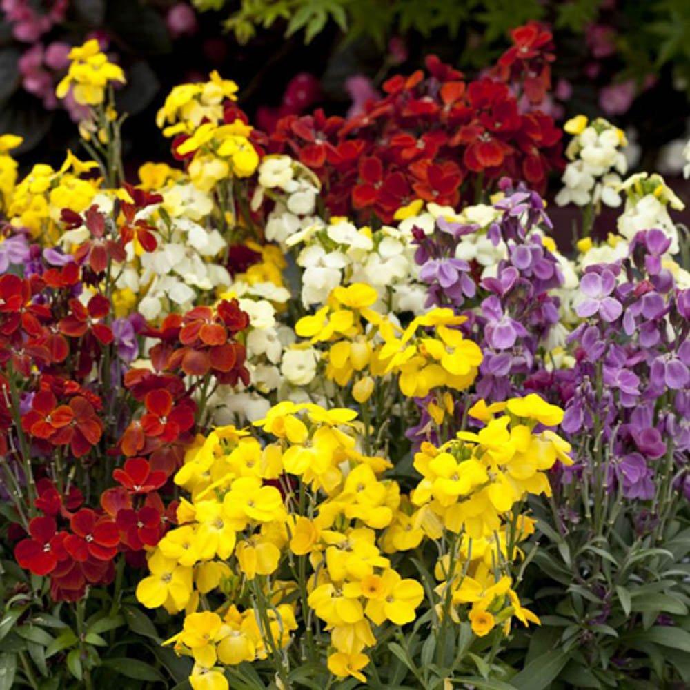 Multi - YouGarden - Wallflower Sugar Rush - 20 Garden Ready Plants - 1