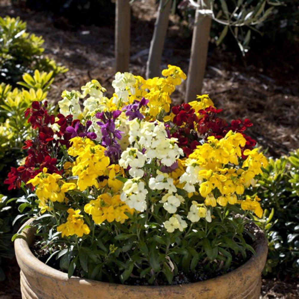 Multi - YouGarden - Wallflower Sugar Rush - 20 Garden Ready Plants - 3