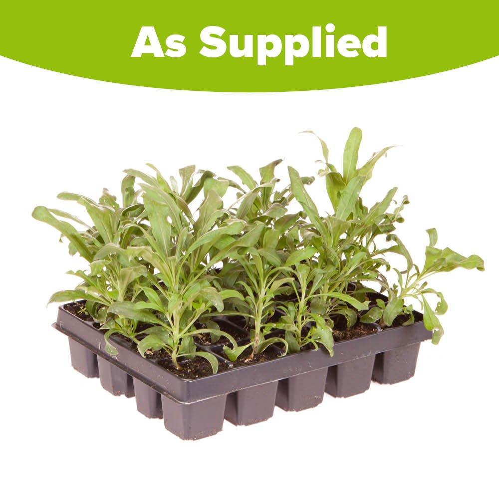 Multi - YouGarden - Wallflower Sugar Rush - 20 Garden Ready Plants - 4