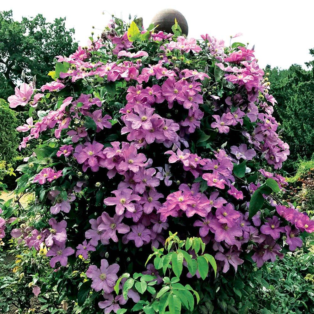 Pink - YouGarden - Clematis Patio Pompeii Boulevard (3 x 10.5cm Pots) - 1