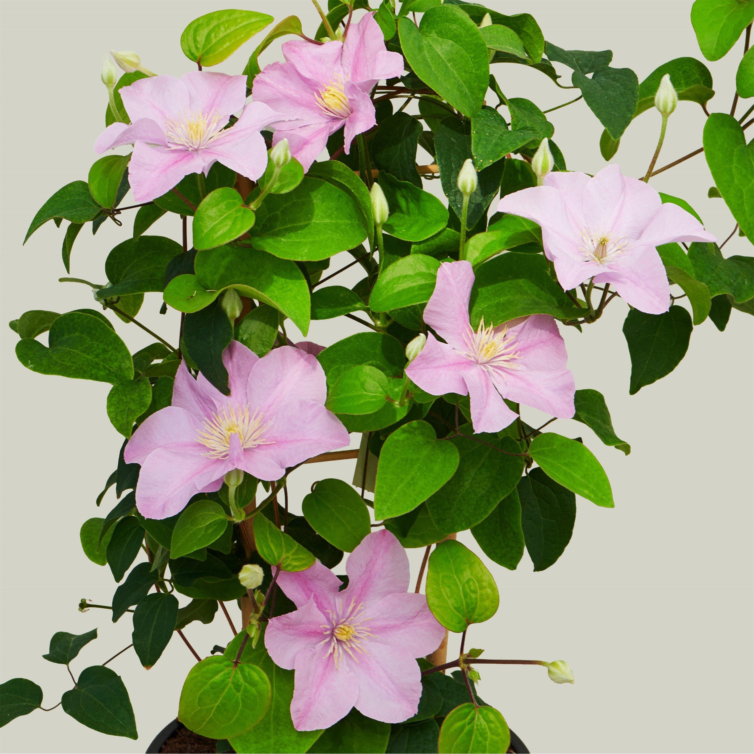 Pink - YouGarden - Clematis Patio Pompeii Boulevard (3 x 10.5cm Pots) - 2