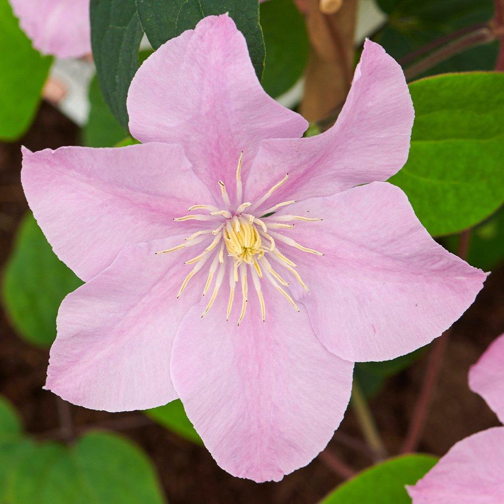 Pink - YouGarden - Clematis Patio Pompeii Boulevard (3 x 10.5cm Pots) - 3