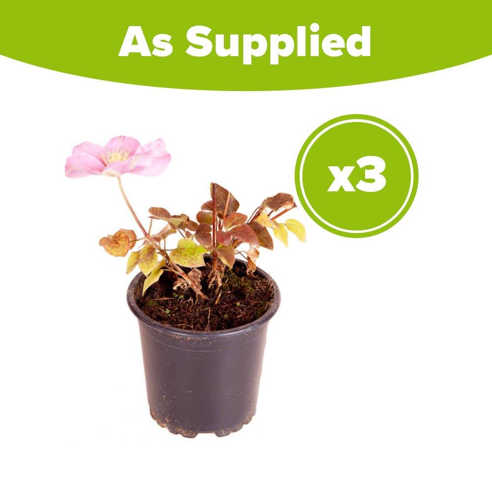 Pink - YouGarden - Clematis Patio Pompeii Boulevard (3 x 10.5cm Pots) - 4