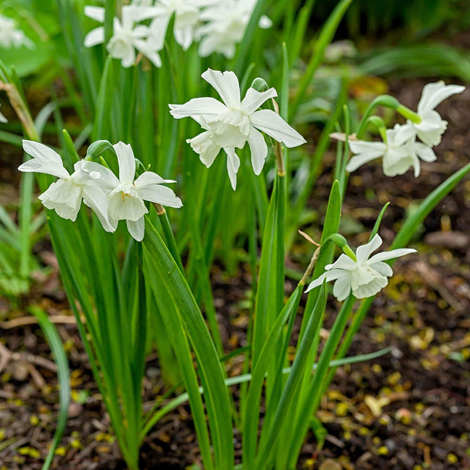 Multi - YouGarden - Narcissus Thalia (20 bulbs) - 1