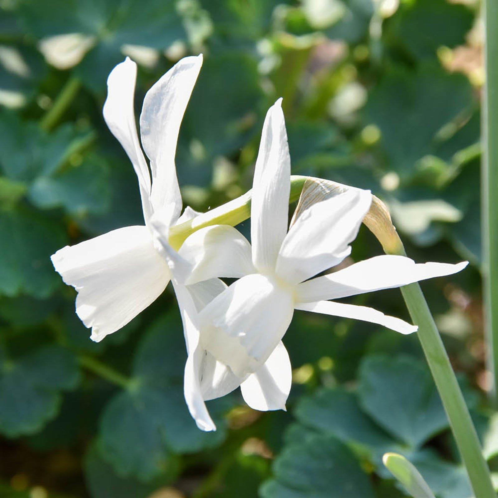 Multi - YouGarden - Narcissus Thalia (20 bulbs) - 2