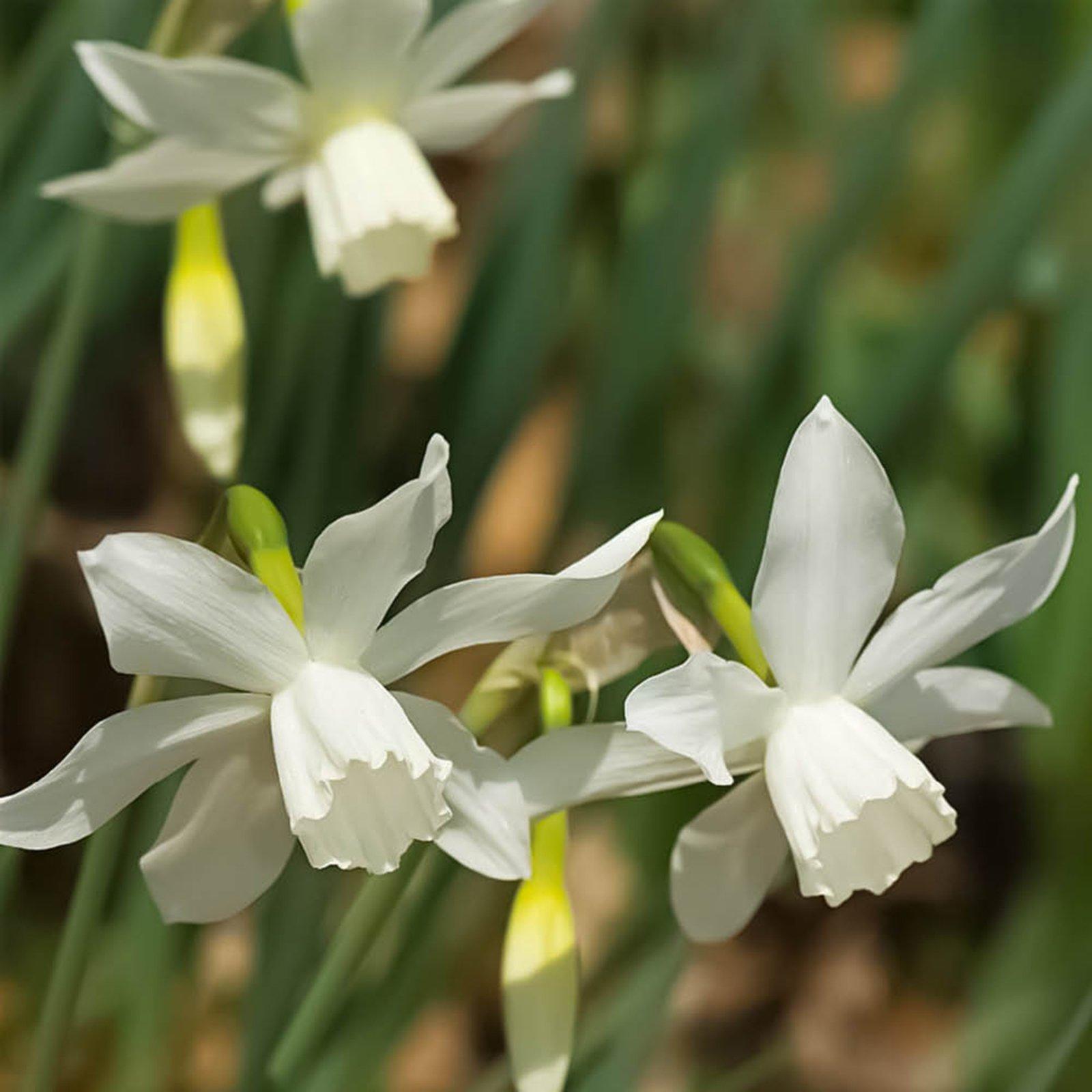 Multi - YouGarden - Narcissus Thalia (20 bulbs) - 3