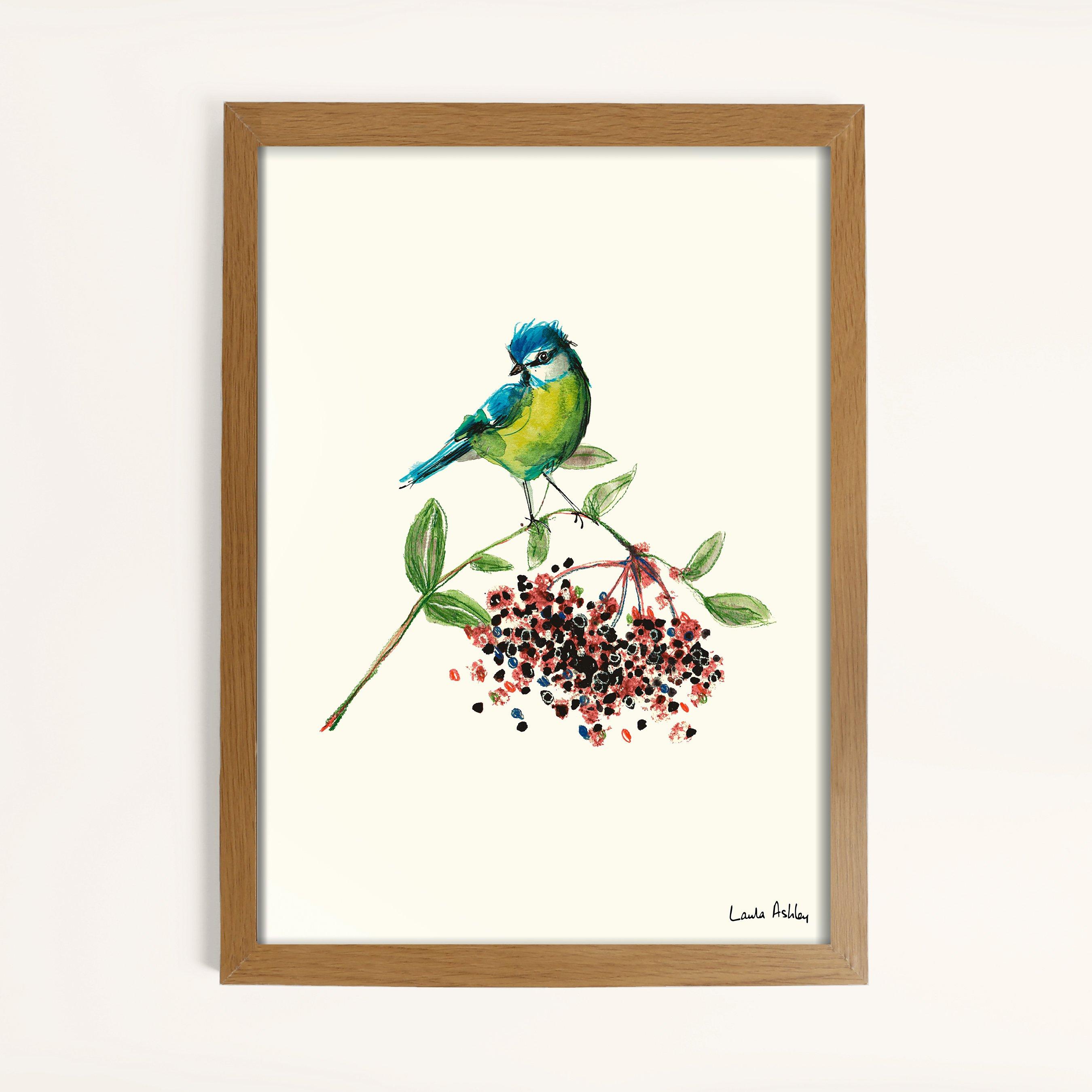 White - Laura Ashley - Blue Tit Bird Print in a Wood Frame - 1