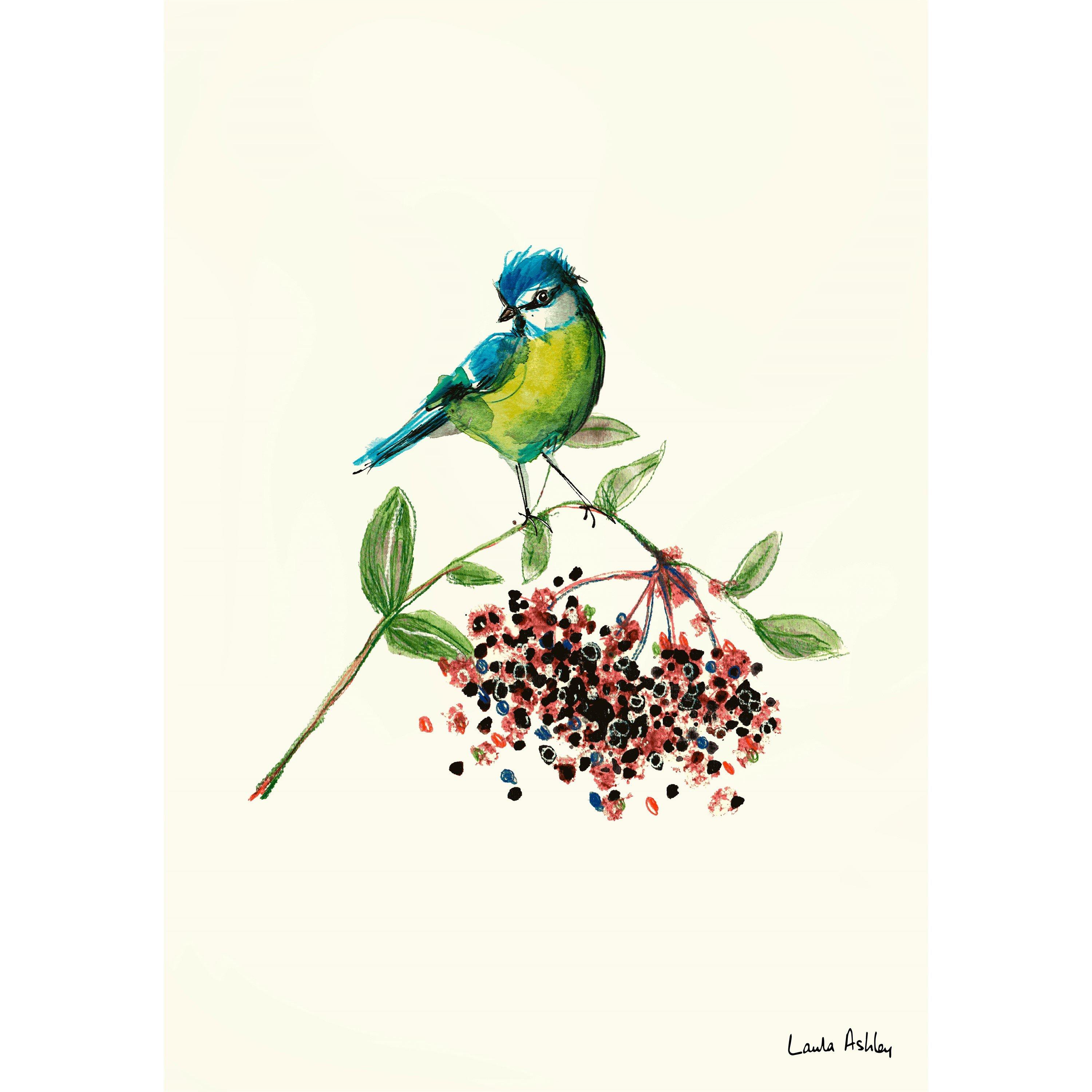 White - Laura Ashley - Blue Tit Bird Print in a Wood Frame - 3