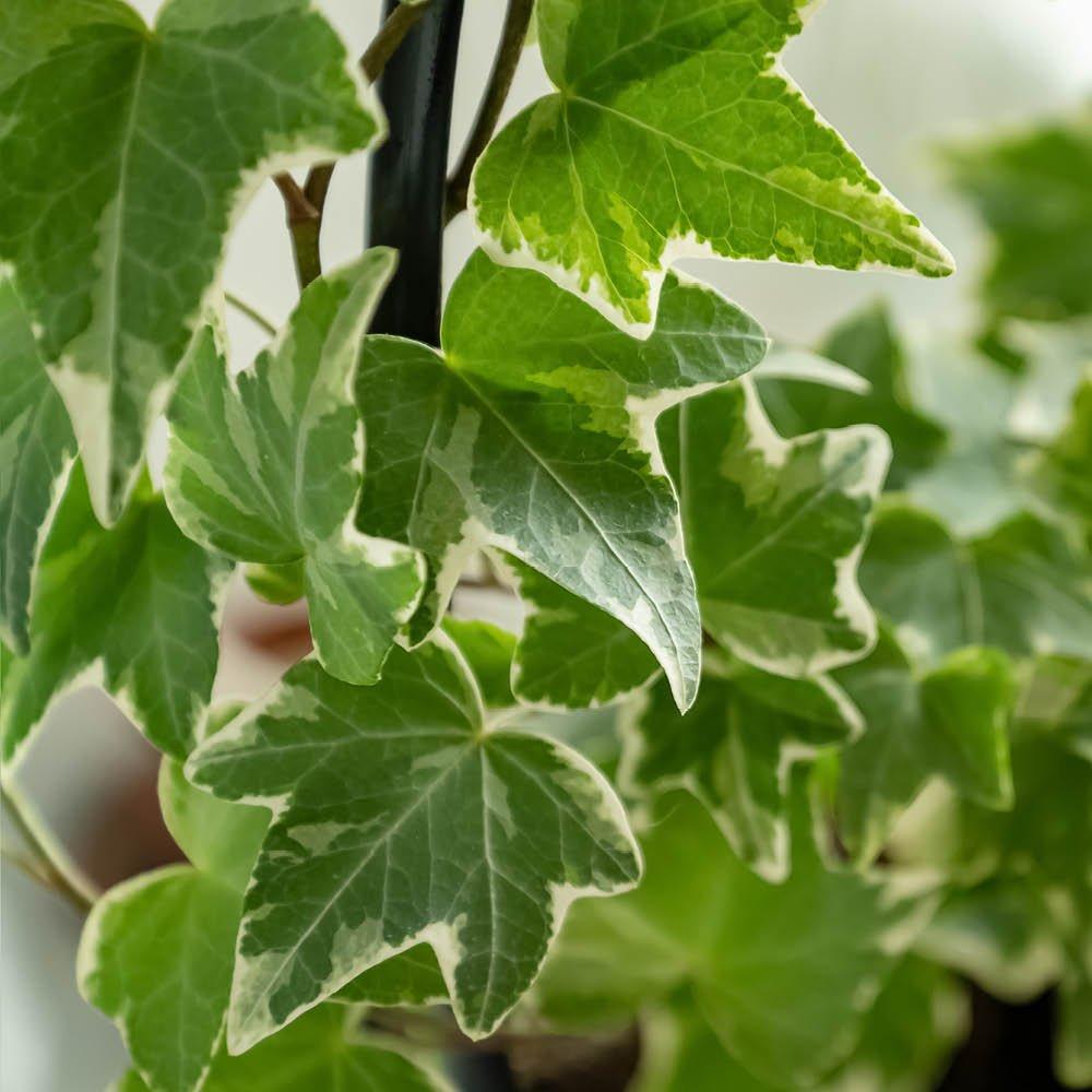 Yougarden  Variegated Ivy - Hedera (3 X 9Cm) -  - 3x9cm Pots