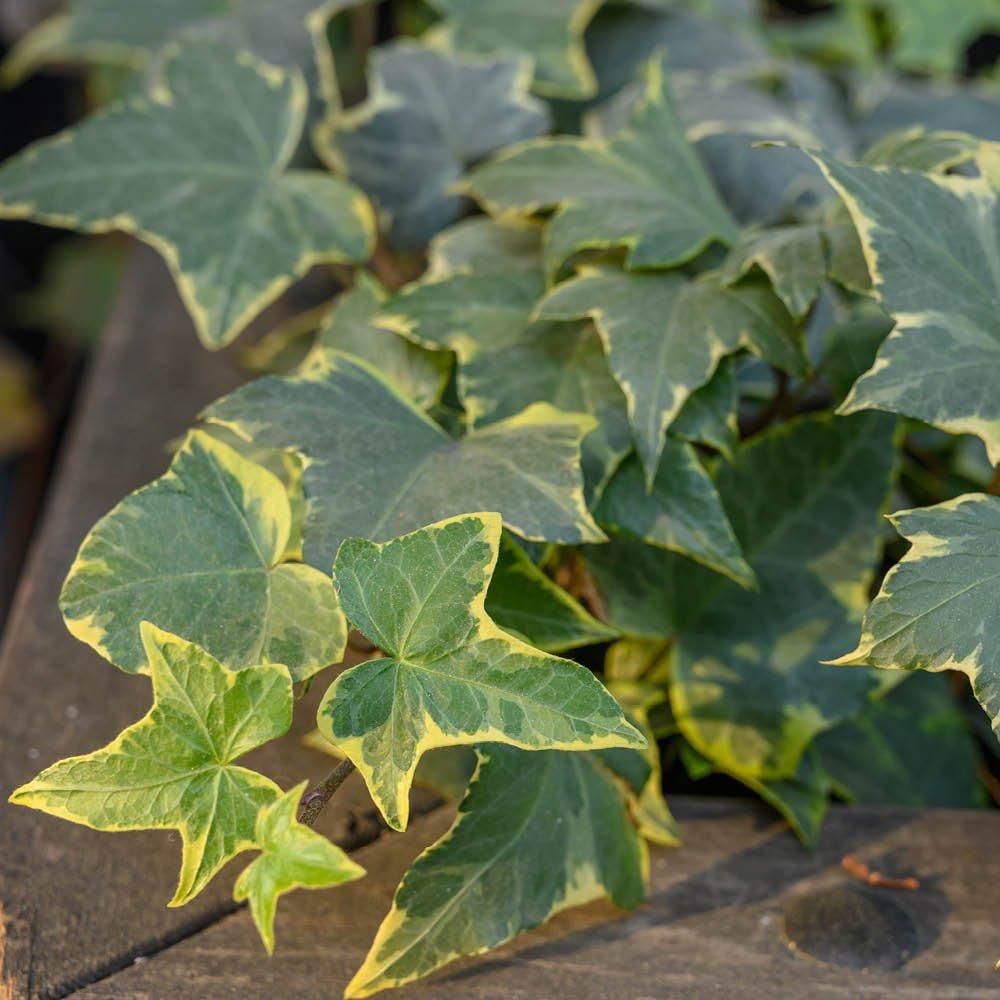 Multi - YouGarden - Variegated Ivy - Hedera (3 x 9cm) - 2