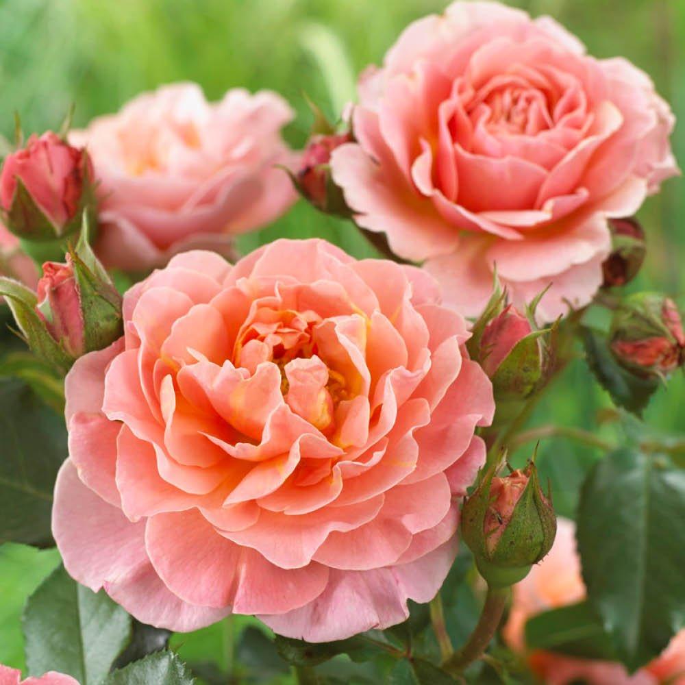 Yougarden  Rose Marie Curie (4L Pot) -  - 4L Pot