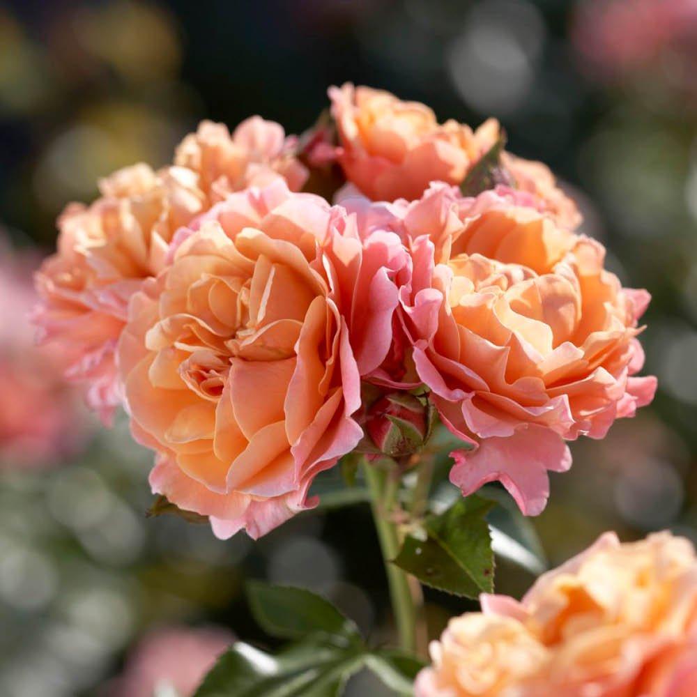 Multi - YouGarden - Rose Marie Curie (4L Pot) - 2