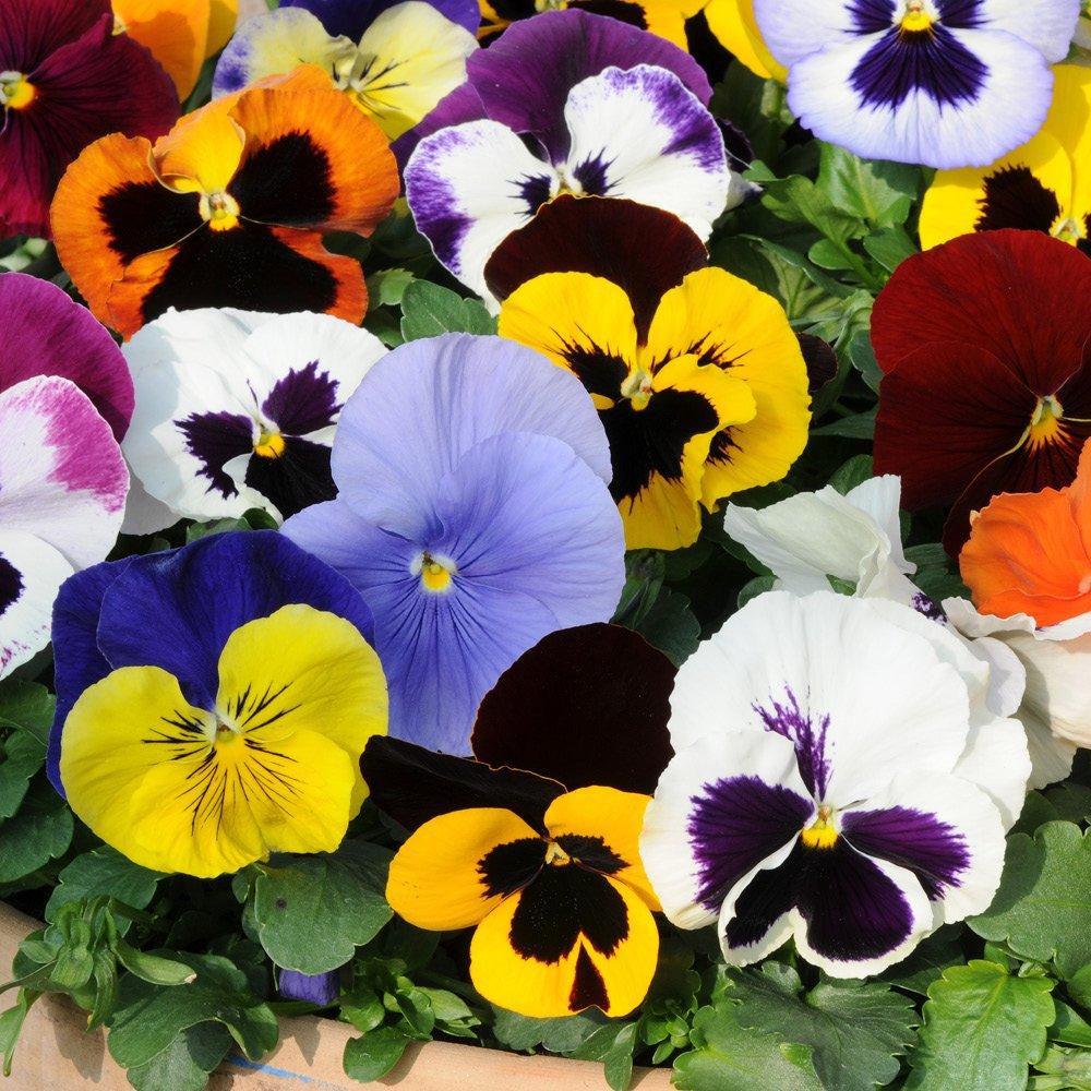 Multi - YouGarden - Pansy Matrix Mixed - 20 Garden Ready Plants - 1