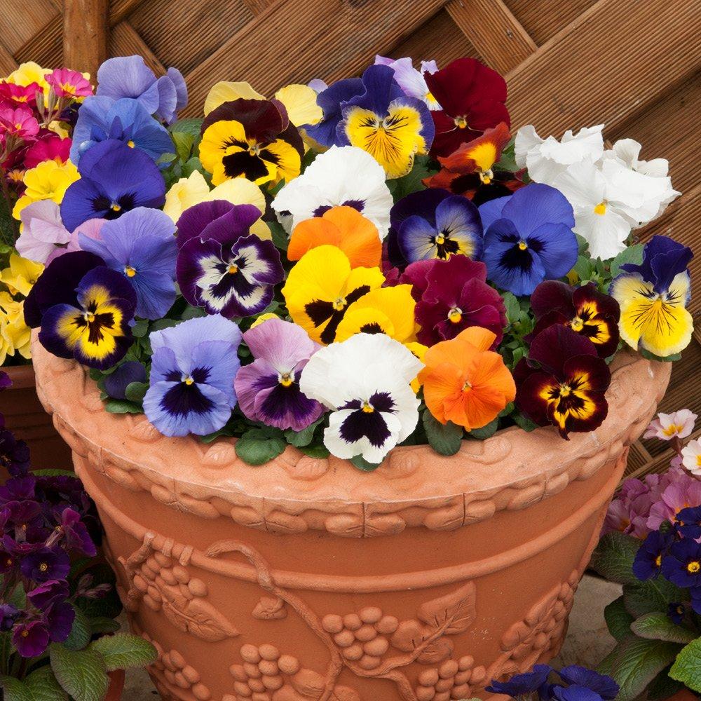 Multi - YouGarden - Pansy Matrix Mixed - 20 Garden Ready Plants - 2