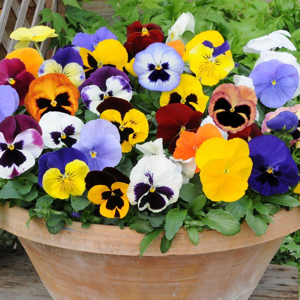 Multi - YouGarden - Pansy Matrix Mixed - 20 Garden Ready Plants - 3