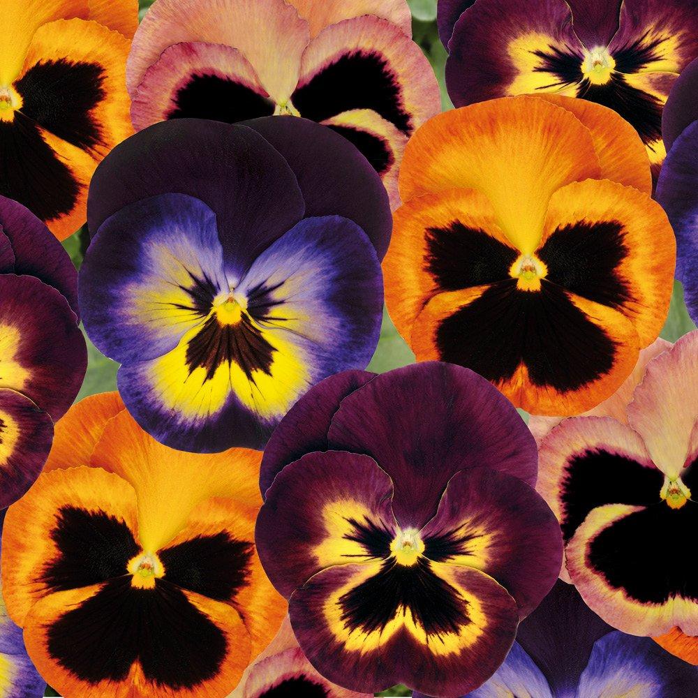 Multi - YouGarden - Pansy Matrix Mixed - 20 Garden Ready Plants - 4