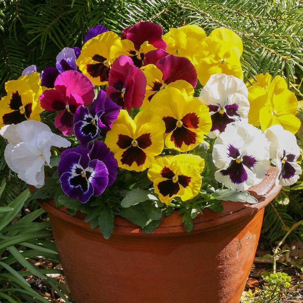 Multi - YouGarden - Pansy Matrix Mixed - 20 Garden Ready Plants - 5