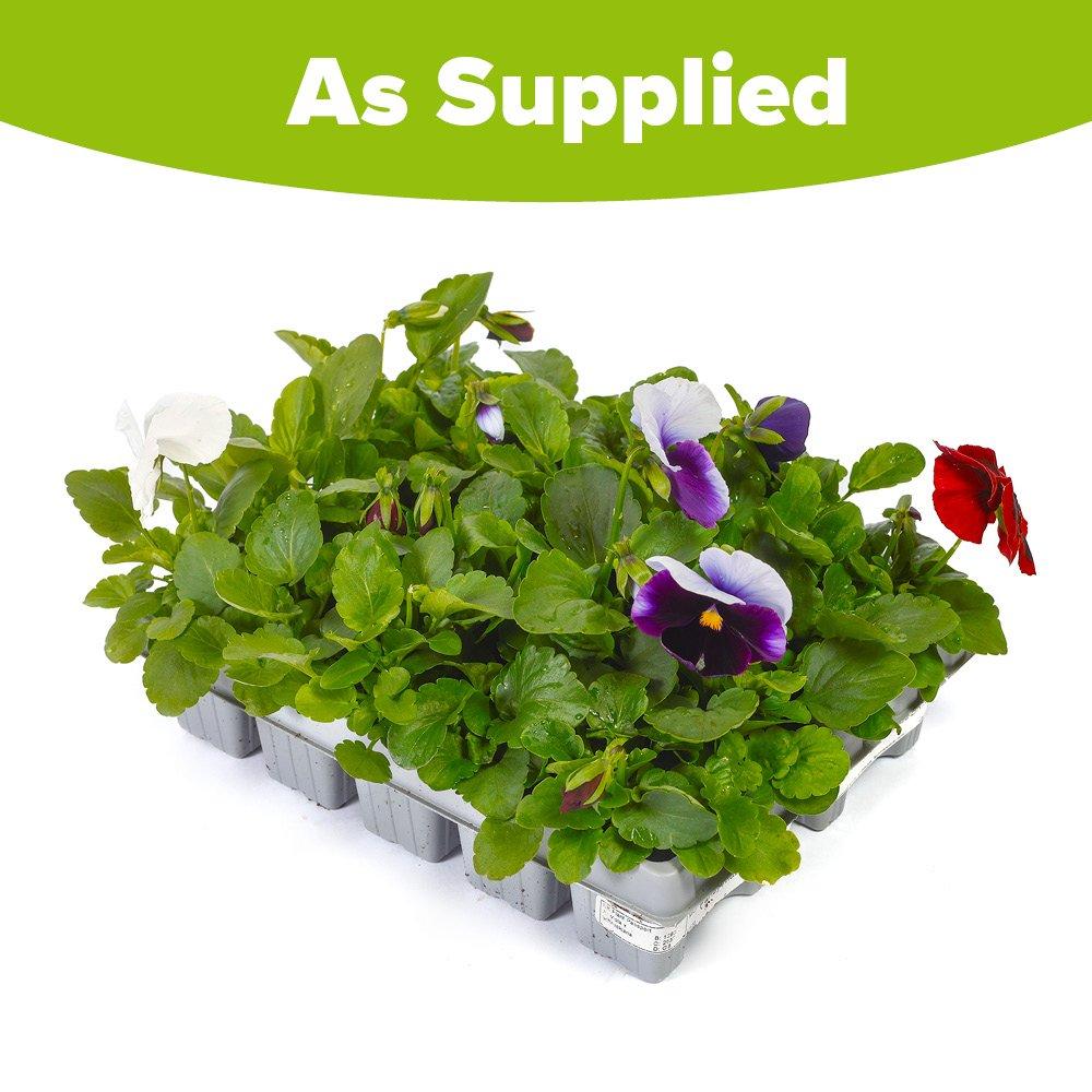 Multi - YouGarden - Pansy Matrix Mixed - 20 Garden Ready Plants - 6