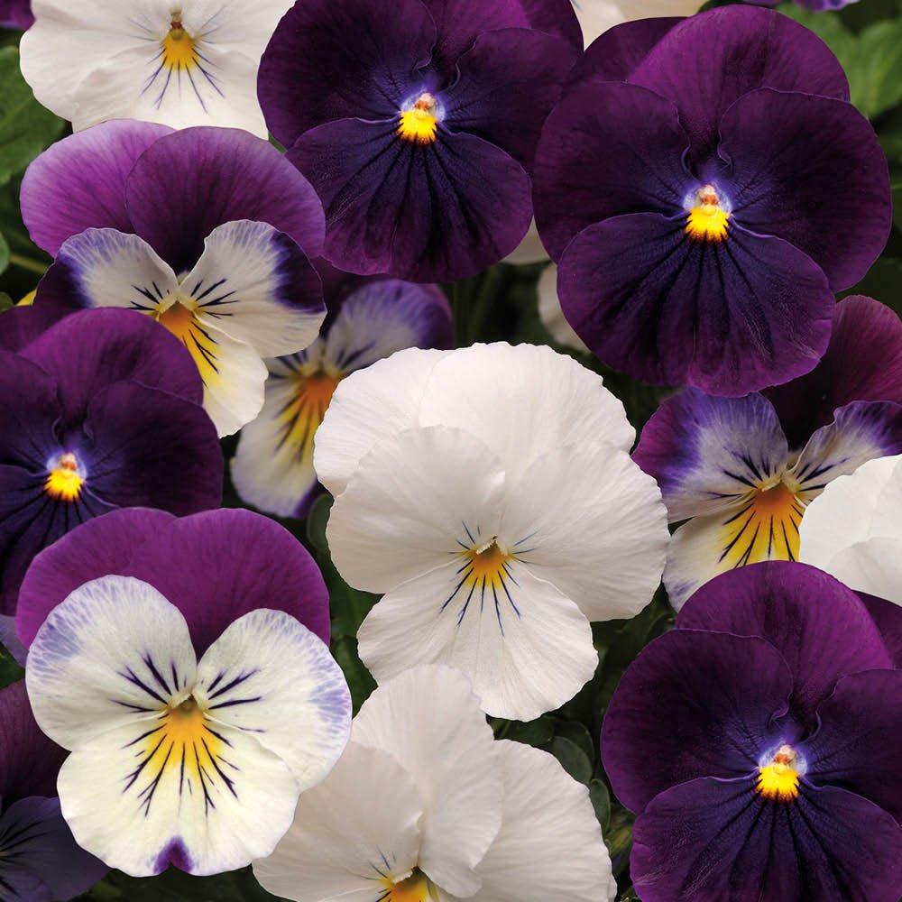 Multi - YouGarden - 2 Pansy Cool Wave Berries & Cream Hanging Baskets - 1