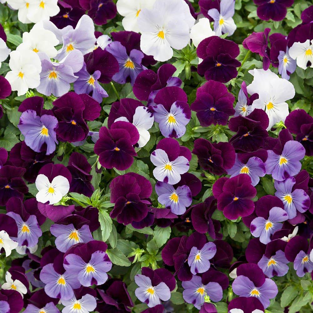 Multi - YouGarden - 2 Pansy Cool Wave Berries & Cream Hanging Baskets - 2