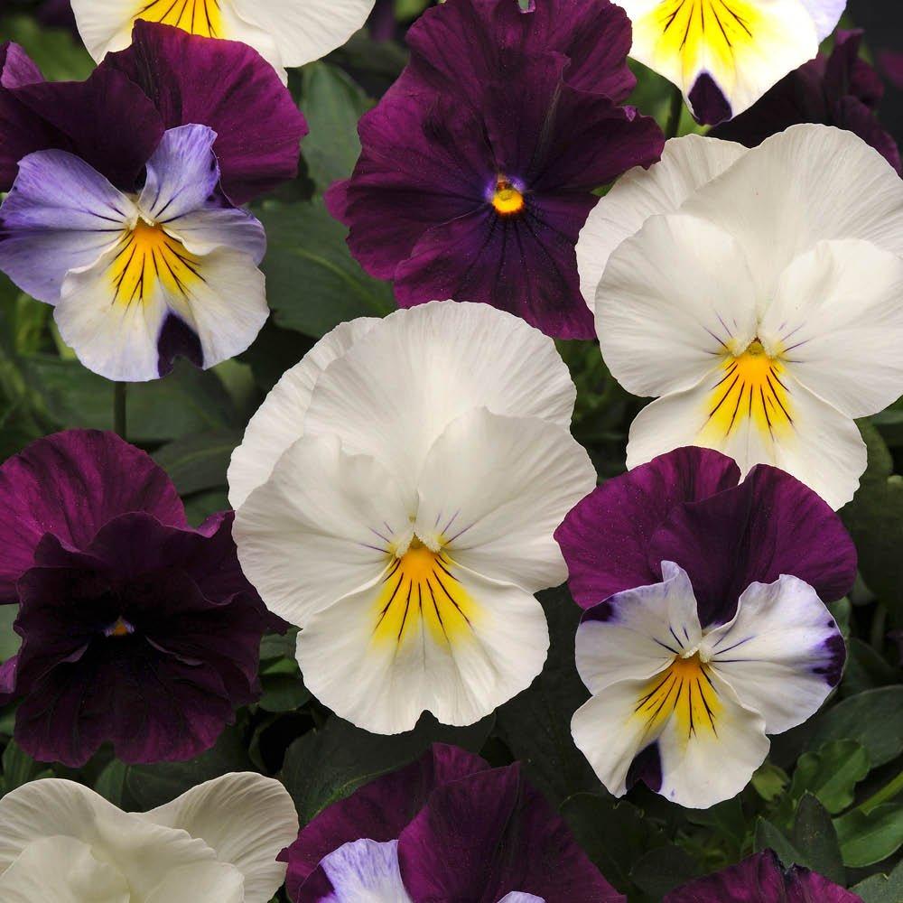 Multi - YouGarden - 2 Pansy Cool Wave Berries & Cream Hanging Baskets - 3