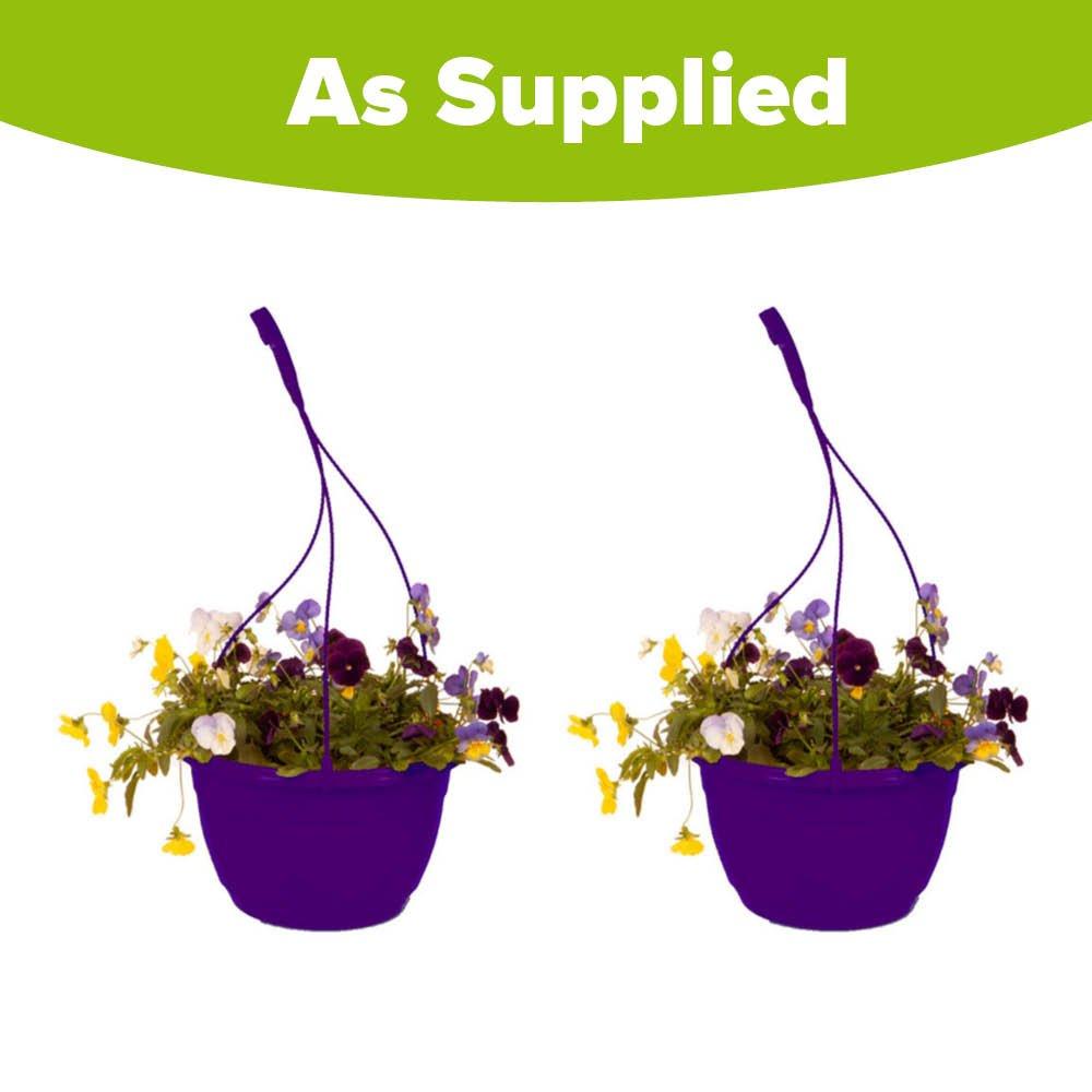 Multi - YouGarden - 2 Pansy Cool Wave Berries & Cream Hanging Baskets - 4