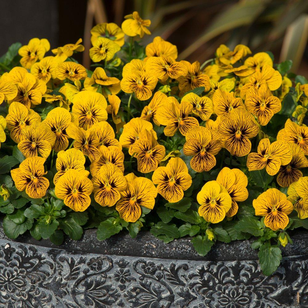 Multi - YouGarden - Viola Sorbet Tiger Eye - 20 Garden Ready Plants - 1