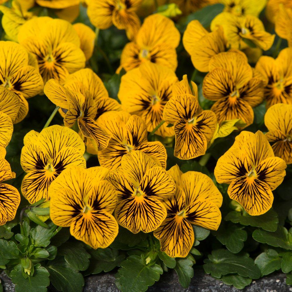 Multi - YouGarden - Viola Sorbet Tiger Eye - 20 Garden Ready Plants - 2