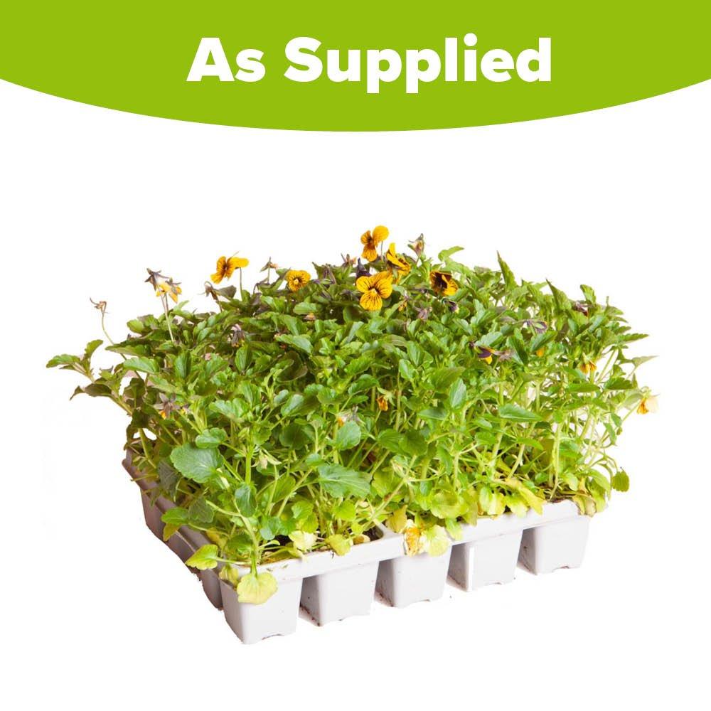 Multi - YouGarden - Viola Sorbet Tiger Eye - 20 Garden Ready Plants - 3