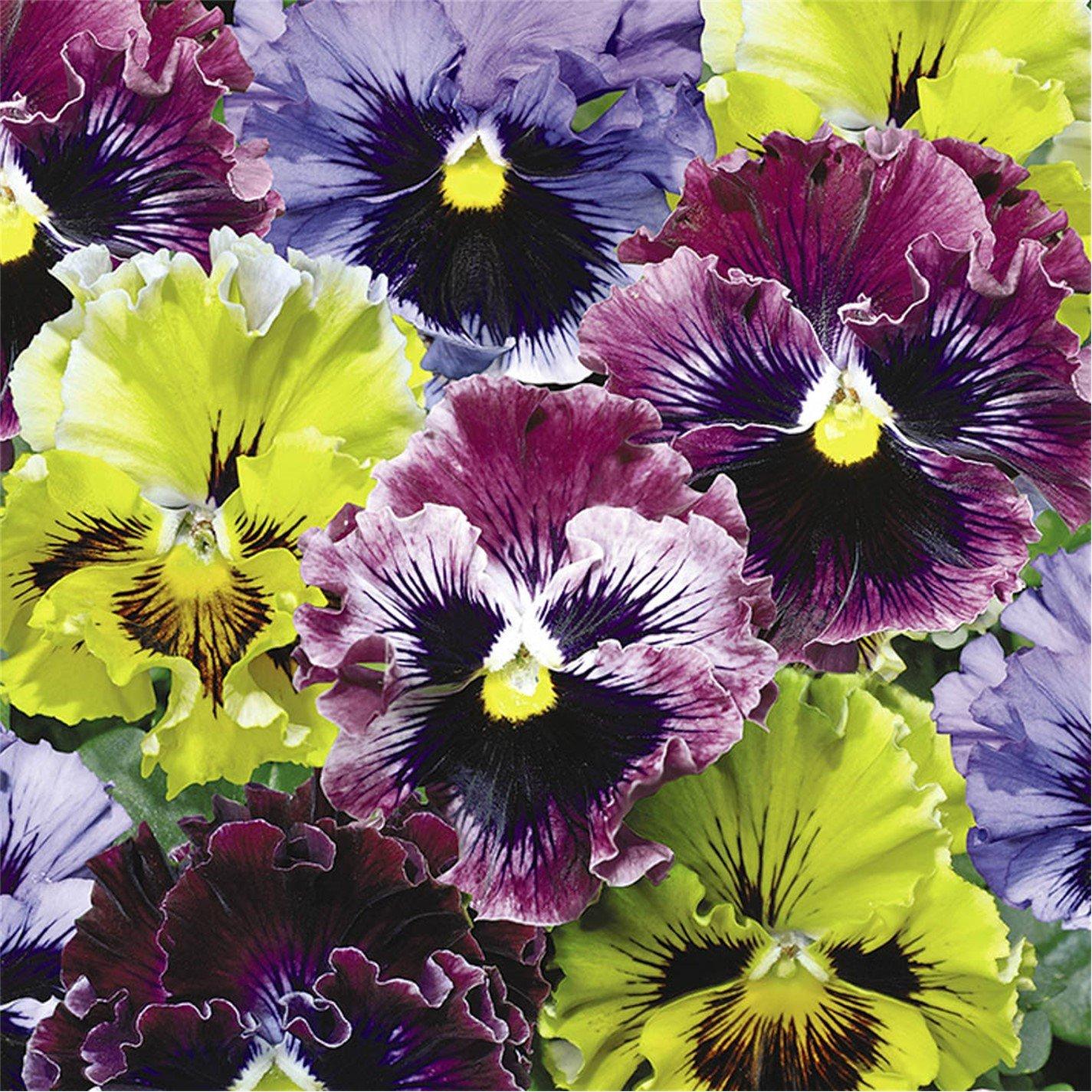 Multi - YouGarden - Pansy Frizzle Sizzle Mix - 20 Garden Ready Plants - 1