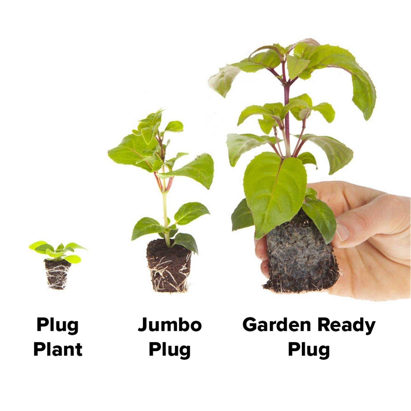 Multi - YouGarden - Pansy Frizzle Sizzle Mix - 20 Garden Ready Plants - 2