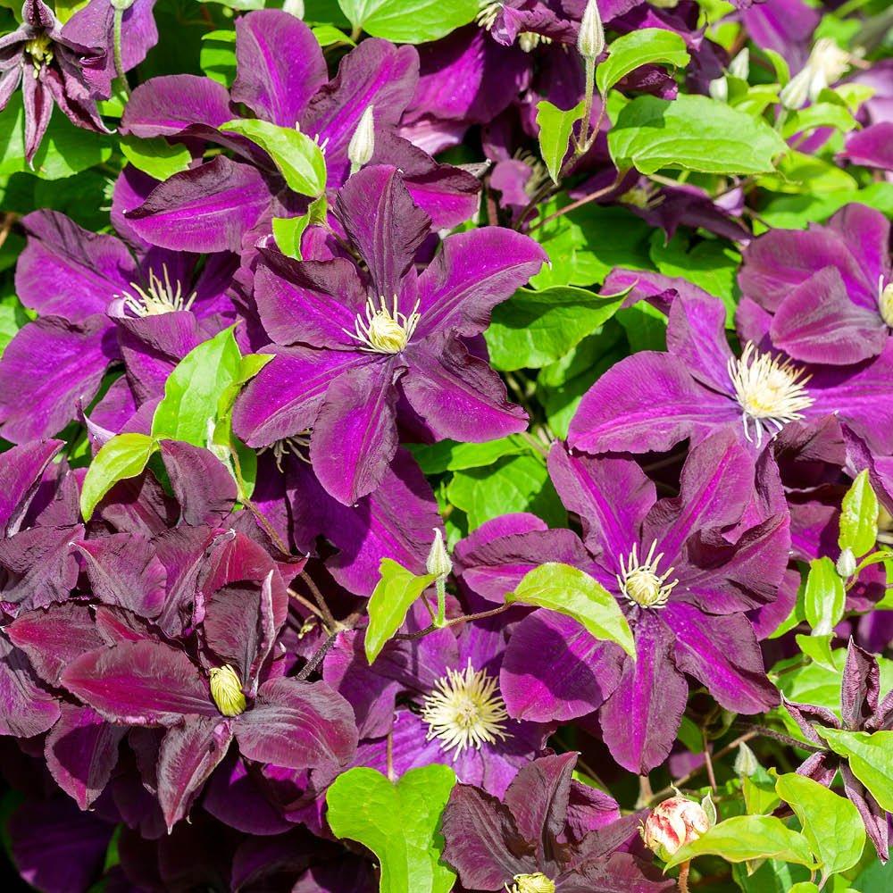 Yougarden  Clematis Warszawska Nike (3 X 9Cm Pots) - Purple - 3x9cm Pots