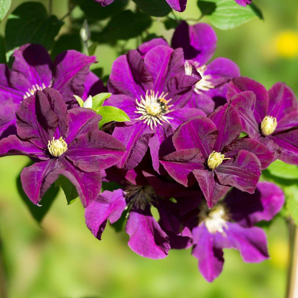 Purple - YouGarden - Clematis Warszawska Nike (3 x 9cm Pots) - 2