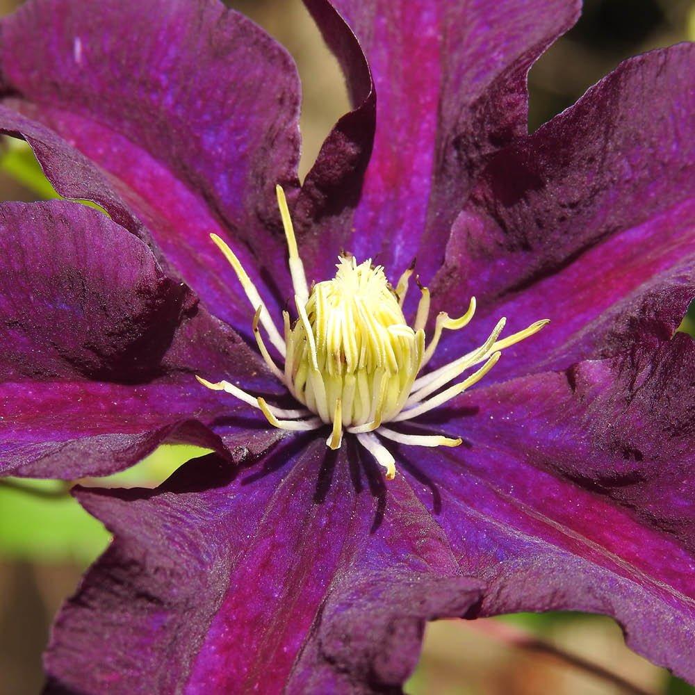Purple - YouGarden - Clematis Warszawska Nike (3 x 9cm Pots) - 3