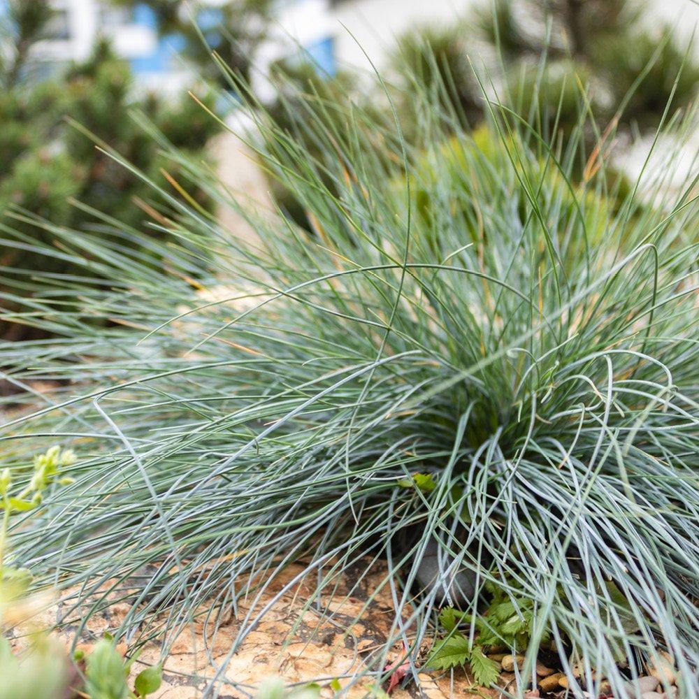 Multi - YouGarden - Blue Fescue Grass - Festuca glauca (3 x 9cm Pots) - 1