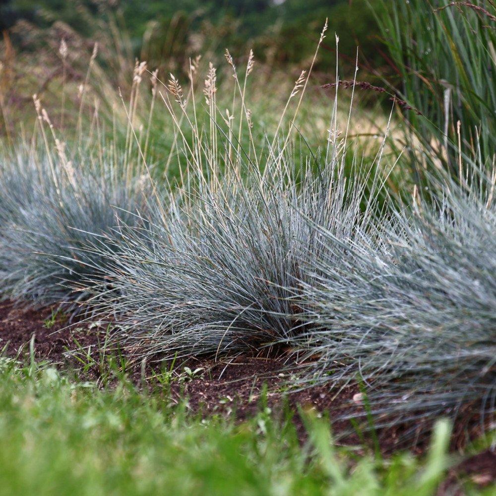 Multi - YouGarden - Blue Fescue Grass - Festuca glauca (3 x 9cm Pots) - 2
