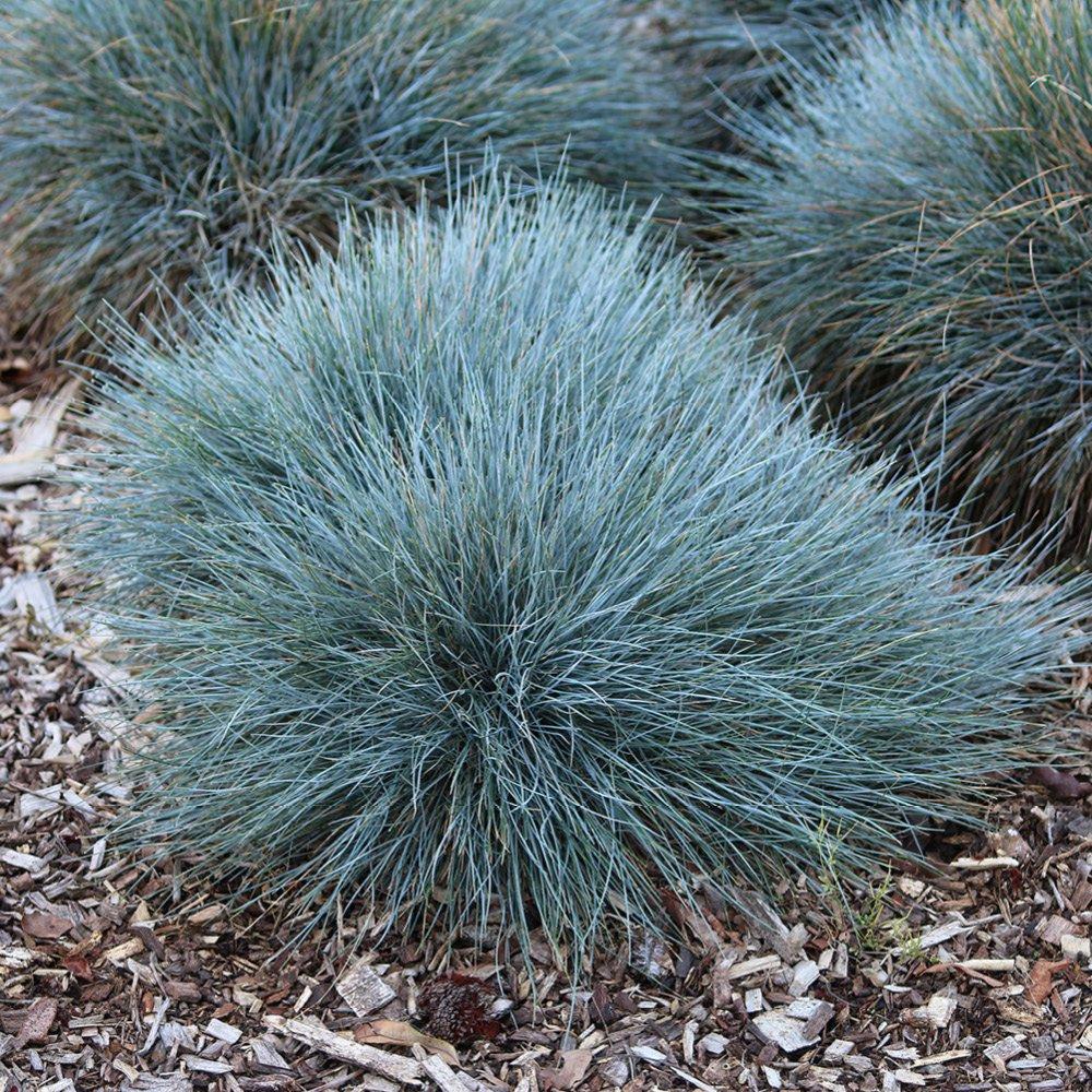 Multi - YouGarden - Blue Fescue Grass - Festuca glauca (3 x 9cm Pots) - 3