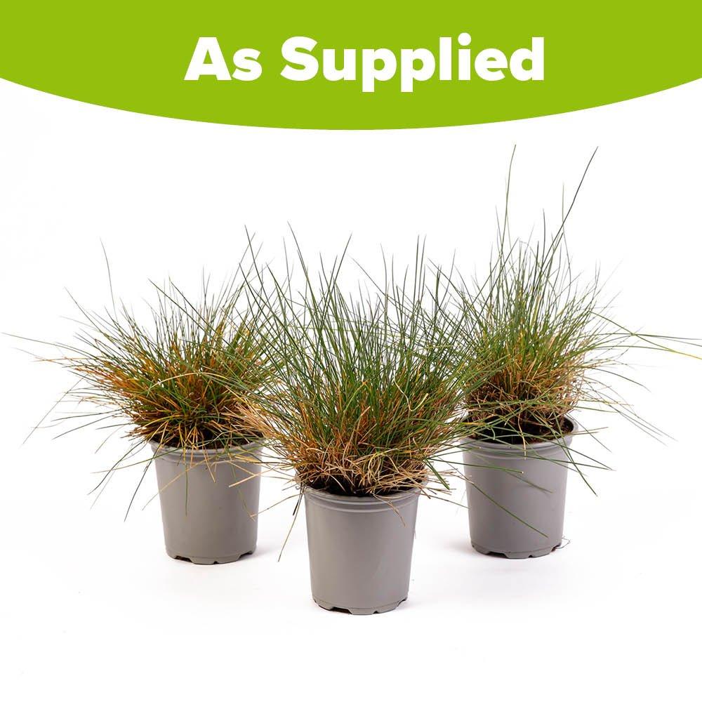 Multi - YouGarden - Blue Fescue Grass - Festuca glauca (3 x 9cm Pots) - 4