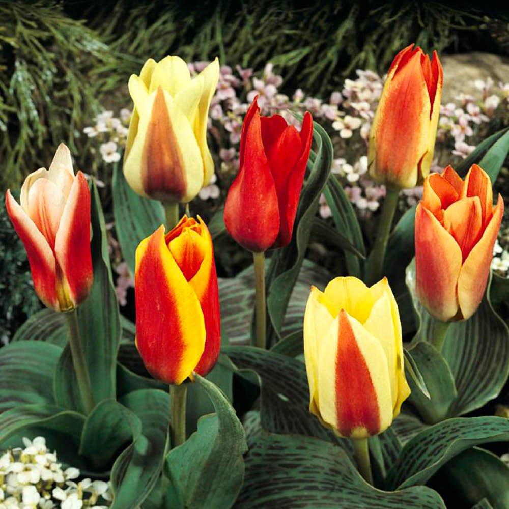 Multi - YouGarden - Miniature Tulips (50 bulbs) - 1