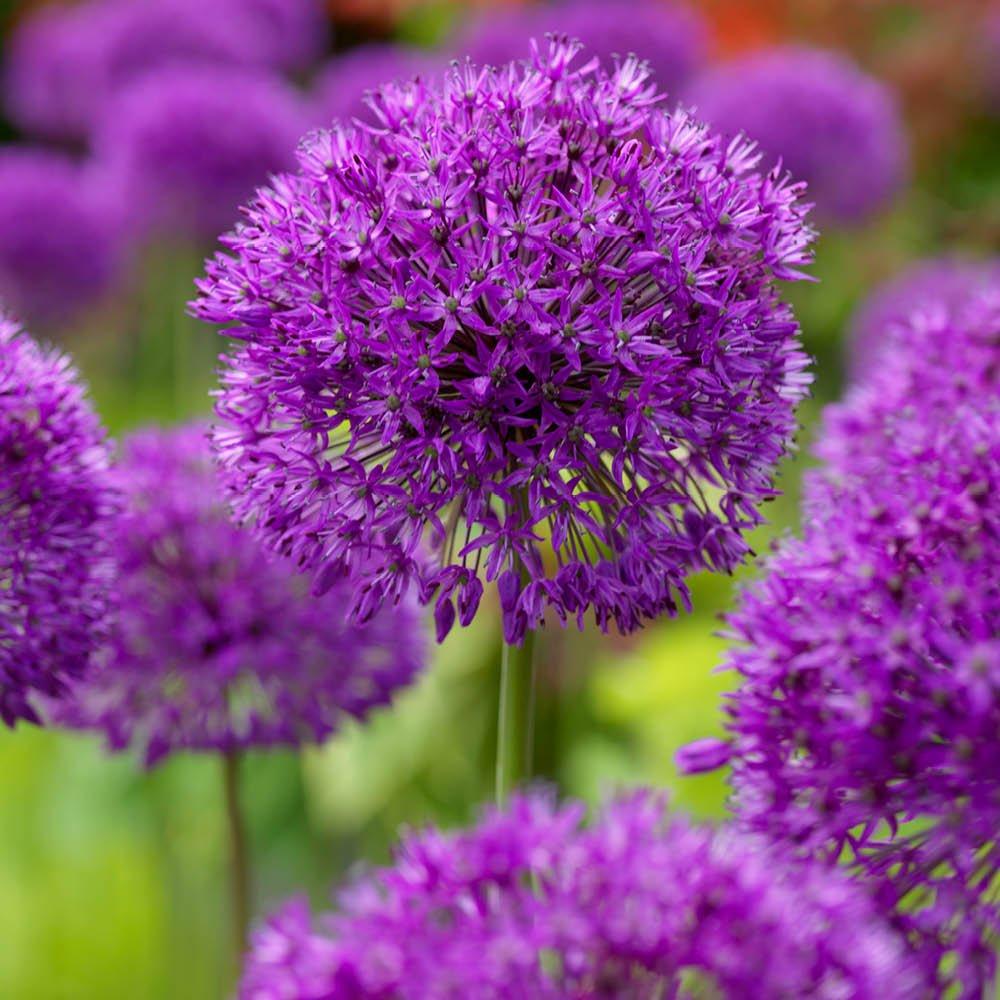 Purple - YouGarden - Allium Purple Sensation (25 bulbs) - 1