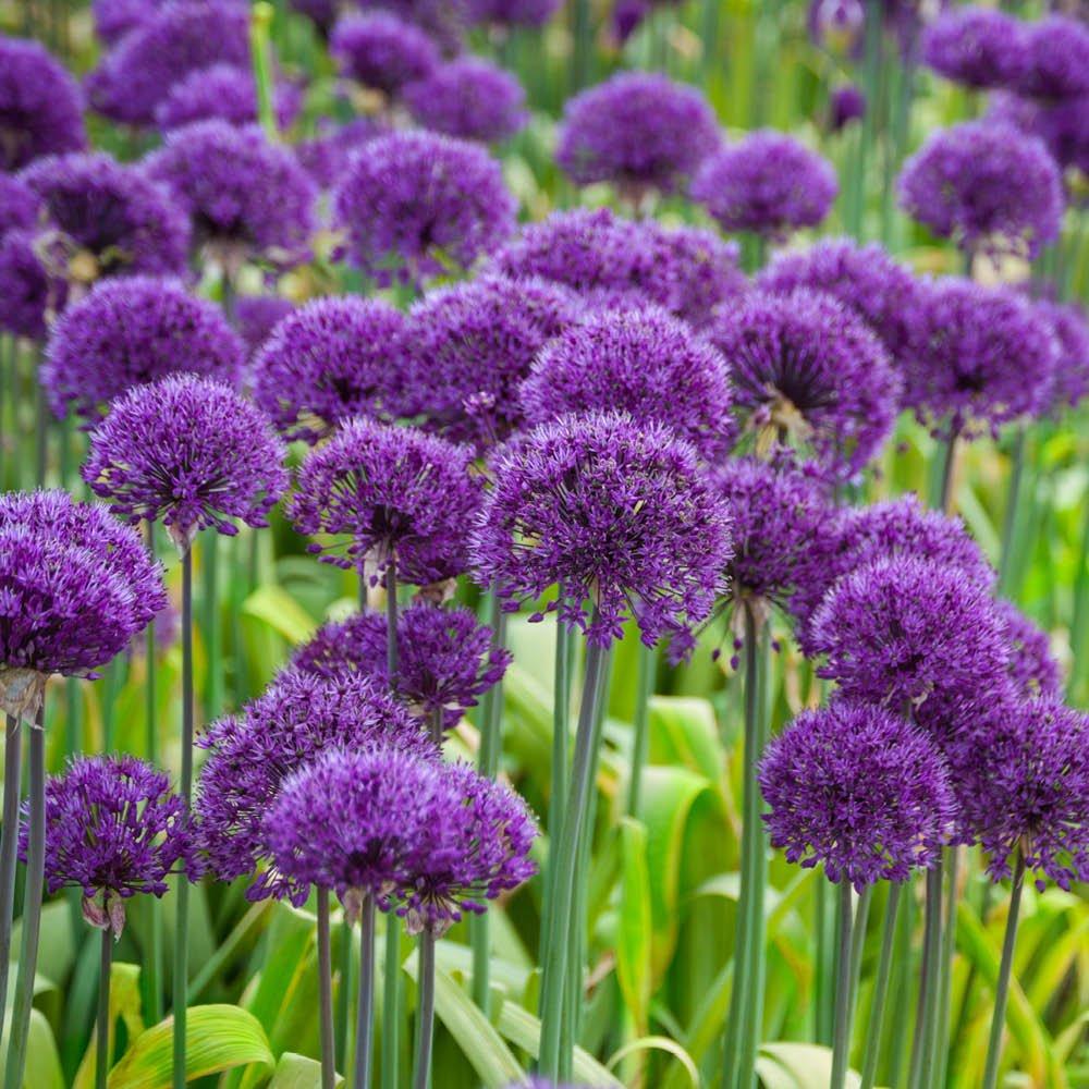 Purple - YouGarden - Allium Purple Sensation (25 bulbs) - 2